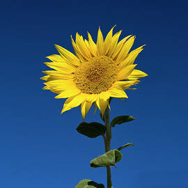 Sunflower by Fotografias De Rodolfo Velasco