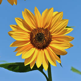 Sunflower by Nancybelle Gonzaga Villarroya