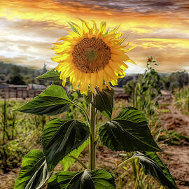 Sunflower Power 2.0 by Alison Frank