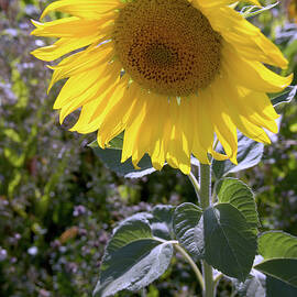 Sunflower by Seeables Visual Arts