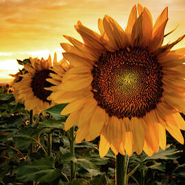 Sunflower Sunset by Kevin Schwalbe