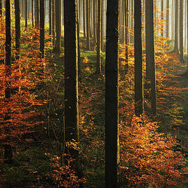 Sunlit Spruce Tree Forest In Autumn by Avtg