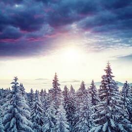 Sunrise Above The Winter Forest by Borchee