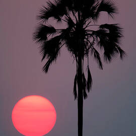 Sunset, Botswana by Mint Images/ Art Wolfe
