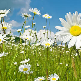 Sunshine Daisies Vibrant Wild Meadow by Fotovoyager