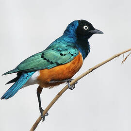 Superb Starling by Ryan Courson Photography