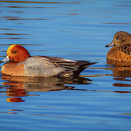 Swimming Ducks by Jean Noren