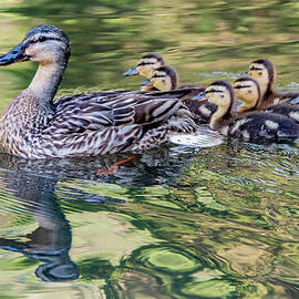 Swimmingly Good by Marcy Wielfaert