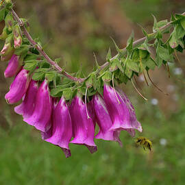 Swooping In for Lunch by Jean Noren