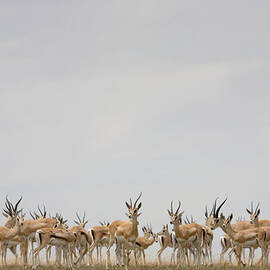 Tanzania,serengeti Nat. Park,thomsons by Paul Souders