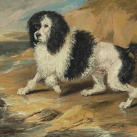 Tapageur, The Poodle Belonging To The Honorable Frederick by Sir Edwin Henry Landseer