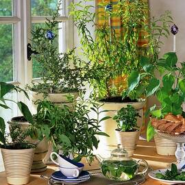 Tea Herbs: Salvia Dorisiana, Stevia, Nashia, Lippia Citriodoro lemon Verbena, Orthosiphon by Strauss, Friedrich