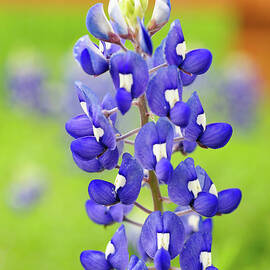 Texas Bluebonnet Single by Earleliason
