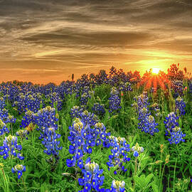 Texas Bluebonnets In Field by Ronnie Wiggin