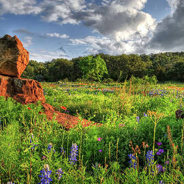 Texas Wildflowers by Ronnie Wiggin