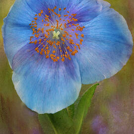 Textured Blue Poppy Flower  by Susan Candelario