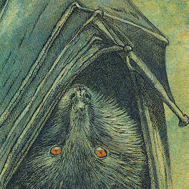 The Bat by Marie Stone-van Vuuren