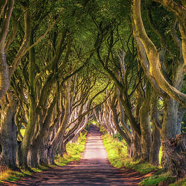The Dark Hedges in Northern Ireland at sunset by Miroslav Liska