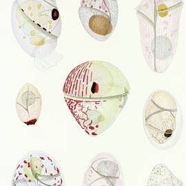 The Free-living Unarmored Dinoflagellata Pl 6 by Charles Atwood Kofoid