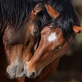 The Gaze. by Paul Martin