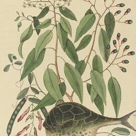 The Globe Fish by Mark Catesby