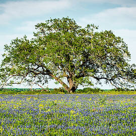 The Lone Tree by David Morefield