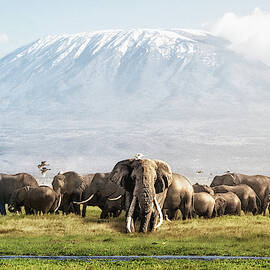 The Elephant Patriarch of Amboseli Kenya Africa by Good Focused