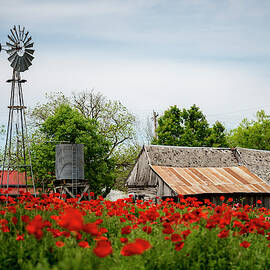 The Poppy House by David Morefield