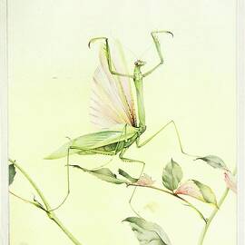 The Praying Mantis by Edward Julius Detmold