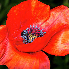 The Strength of the Poppy Flower by David Morefield