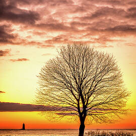 The Tree by Jeff Sinon