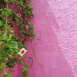 The Vines by Slow Fuse Photography