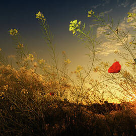The Wild Garden by Cuellar