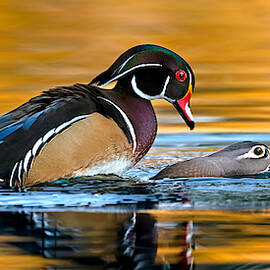 The Wood Duck Factory. by Paul Martin