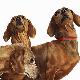 Three Dachshund Dogs by Gandee Vasan
