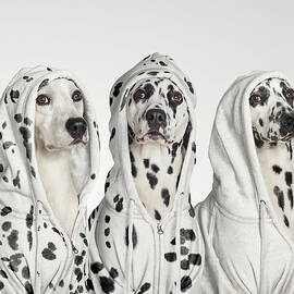 Three Dalmations Wearing Hoodies by Gandee Vasan