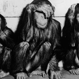 Three Wise Monkeys by Keystone