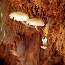Tiny Mushrooms by Jean Noren