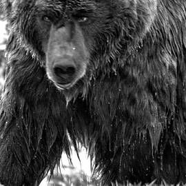 Top Of The Alaskan Food Chain Black And White by Adam Jewell