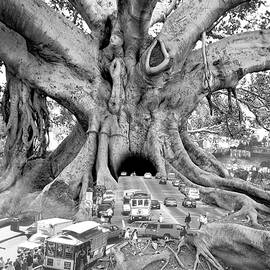 Tourist Trap by Thomas Barbey