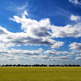 Tree In Row by John B. Mueller Photography