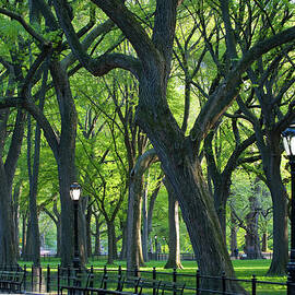 Tree Lined Avenue Central Park by Travelpix Ltd