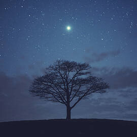 Tree Of Jupiter by Shaunl