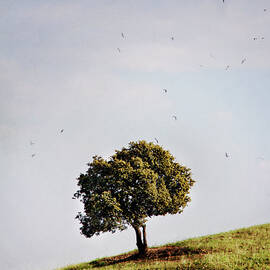 Tree On Hill by Antonio Arcos Aka Fotonstudio Photography