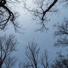Tree Silhouettes by Jean Noren