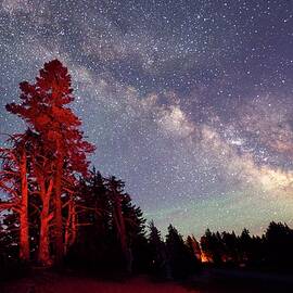 Trees & Stars At Night by Heeb Photos