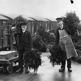 Trees For Christmas by Fox Photos