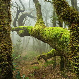 Trees In Cloud Forest by Reinhard Schmid