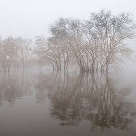 Trees In Fog by Jose A. Bernat Bacete