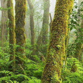 Trees In Forest by Reinhard Schmid
